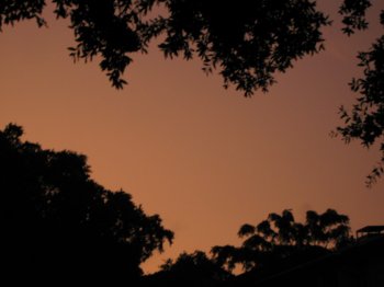 a tree