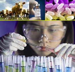 Although naturally occurring smallpox was eradicated in 1977, stocks remain in research laboratories. This agent is especially gruesome, having wiped out entire populations over the course of history.